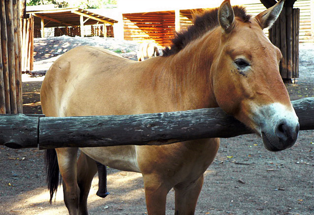 В Оренбуржье станут выращивать лошадей Пржевальского
